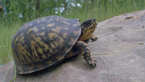 Eastern-box-turtle-resting-on-rock-in-meadow-breath-slowly-and-look-at-camera