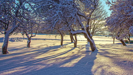 Shadows-from-snow-covered-trees-crawl-across-the-ground-as-the-winter-sun-crosses-the-sky---time-lapse