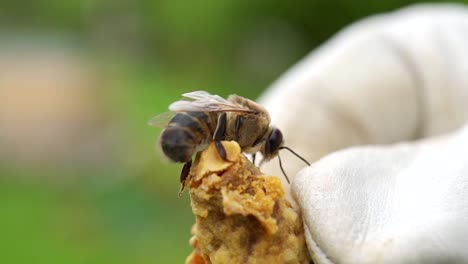 Close-up-of-a-bee,-person-is-holding-bee-with-white-hand-gloves