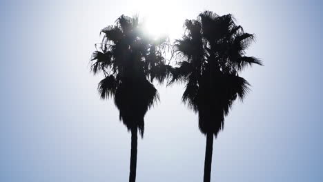 Tops-of-two-tall-Washingtonia-robusta-palm-trees-against-morning-blue-sky,-Menorca,-Spain