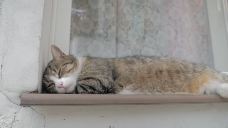 El-Gato-Perezoso-Doméstico-Está-Tirado-En-La-Ventana,-Durmiendo-Y-Relajándose
