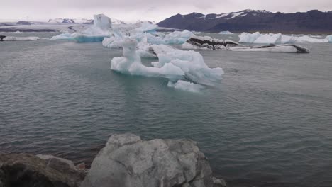 Laguna-Glaciar-En-Islandia-Con-Video-Cardán-Inclinándose-Hacia-Arriba-Desde-Las-Rocas