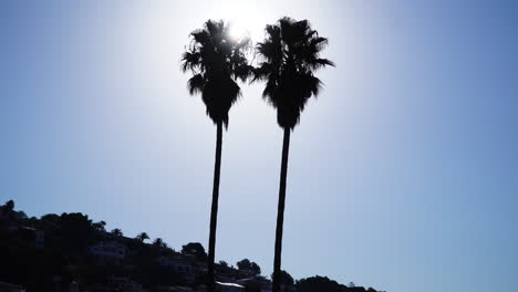 Silhouettes-of-two-tall-palm-trees-against-morning-blue-sky,-Menorca,-Spain
