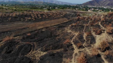 Burnt-trees-and-grass-on-field-and-hill,-dead-planting-and-black-ashes