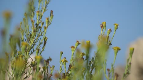 Vista-Macro-De-Limbarda-Crithmoides-Con-Sus-Tallos-Verdes-Y-Flores-Amarillas