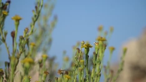 Closeup-view-of-golden-samphire-with-its-green-stems-and-yellow-flowers