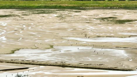 Flock-of-birds-flying-above-dried-out-dutch-river-during-heatwave