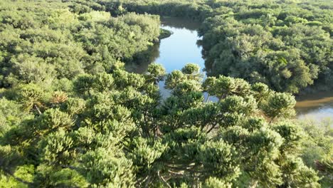 Aerial-view-of-a-Brazilian-pine-tree-showing-the-riparian-forest-of-the-Tibagi-River-in-Paraná-state-in-southern-Brazil