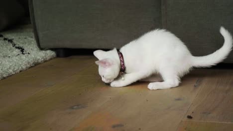 Cute-small-white-kitten-plays-with-a-ball-of-soil-inside-the-house