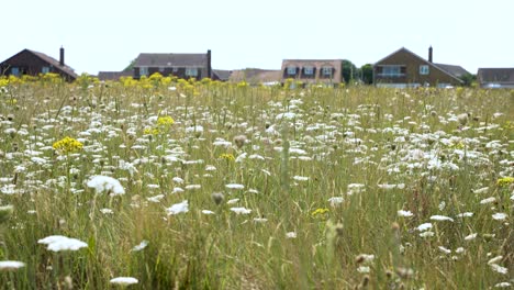 Wild-Grass-Meadow-With-White-Daisey-Flowers-On-The-Princes-Walk-In-Margate