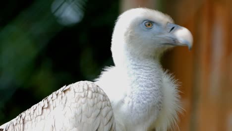 White-vulture-bird,-standing-peacefully-and-having-a-blurred-background