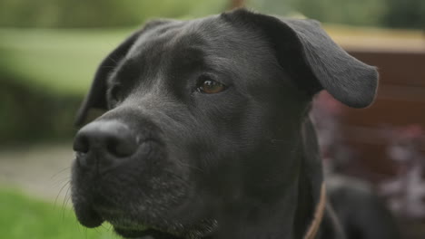 Close-up-shot-of-a-black-labrador-dog-sitting-and-looking-around-in-the-green-grass-garden-at-daytime