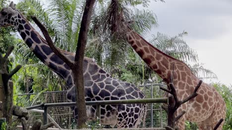 Cinematic-reveal-shot-with-handheld-motion-of-two-rothschild's-giraffe,-giraffa-camelopardalis-rothschildi-with-distinctive-pale-pelt-eating-food-on-treetop-at-Singapore-zoo,-Mandai-wildlife-reserves