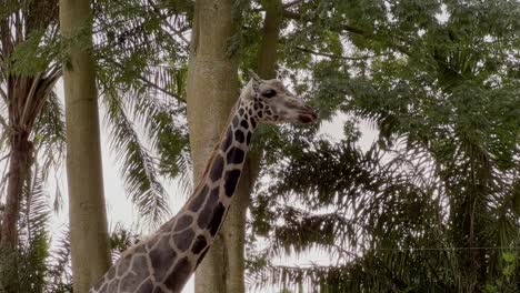 Gefährdete-Rothschild-giraffe,-Giraffa-Camelopardalis-Rothschildi-Essen-Und-Kauen-Gegen-Tropische-Blätter-Und-Schimmerndes-Goldenes-Sonnenlicht-Verwischen-Hintergrund,-Singapore-Zoo,-Handbewegung