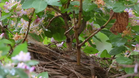 Baby-birds-in-a-nest-on-a-tree-branch-while-parents-jump-off-to-hunt