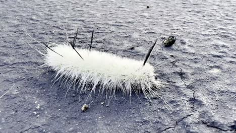 White-Fuzzy-Caterpillar,-Acronicta-Americana