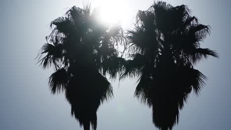 Silhouettes-from-the-top-of-two-Washingtonia-palms-facing-the-sun-and-its-rays-in-the-foliage