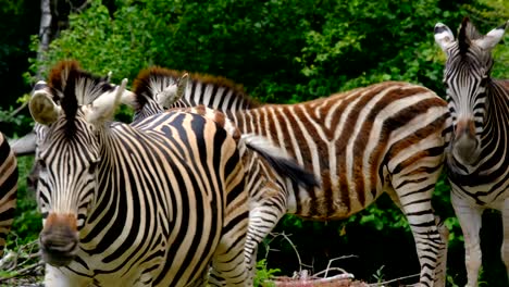 Zebras-Laufen-In-Der-Natürlichen-Umgebung-Und-Bewegen-Sich-In-Einer-Herde