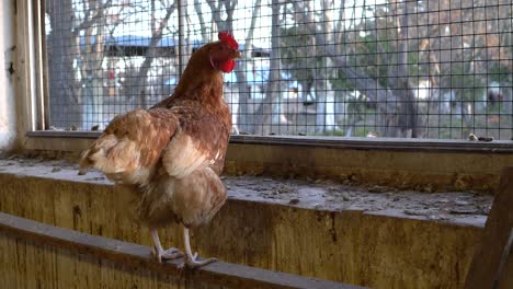 Perched-on-a-metal-bar,-a-lonely-hen-looks-outside-the-henhouse