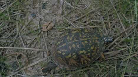 Turtle-crawling-on-twigs-near-fresh-green-grass-garden---high-angle,-birds-eye-view
