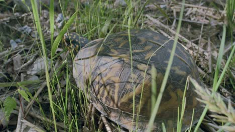 Schildkröte-Kriecht-Auf-Zweigen-In-Der-Nähe-Von-Frischem-Grünem-Gras,-Weg-Von-Der-Kamera-Ins-Sonnenlicht
