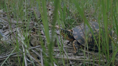 Turtle-hiding-behind-fresh-green-grass-blades-breath-heavily-and-look-at-camera