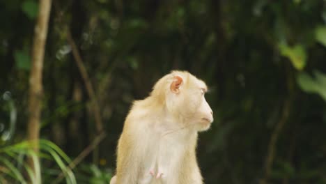Pig-tail-macaque-looks-around-as-baby-monkey-falls-from-tree-behind