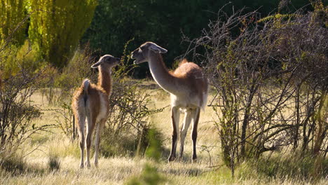Two-Guanacos-in-Patagonia-National-Park,-Chile