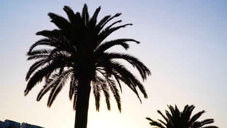 Silhouette-from-the-top-of-a-canary-palm-tree