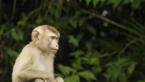Baby-Monkey,-pig-tail-macaque-scratches-his-head