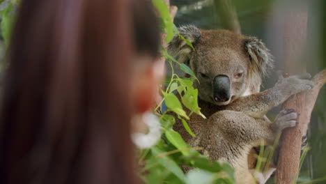 Nahaufnahme-Eines-Mädchens,-Das-Einen-Australischen-Koala-Beobachtet,-Der-In-Einem-Grünen-Eukalyptusbaum-Sitzt,-4k