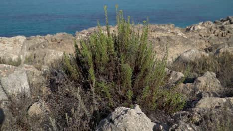 Grove-of-golden-samphire-with-yellow-flowers,-blurred-Mediterranean-Sea-in-the-background
