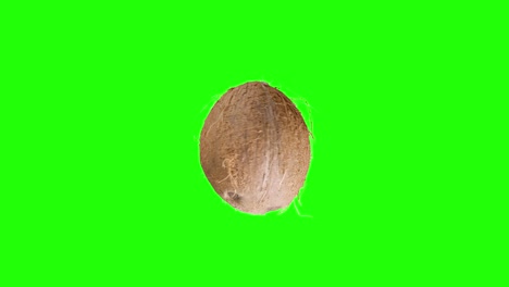 Static-shot-of-a-dehusked-coconut-vertically-spinning-in-front-of-a-green-back-ground