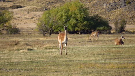 Guanacos-in-Patagonia-National-Park,-Chile