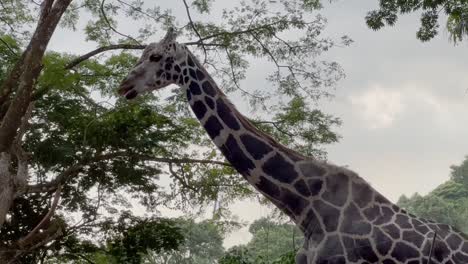 Rothschild's-giraffe,-giraffa-camelopardalis-rothschildi-with-pale-pelt-walking-across-the-scene-in-its-natural-habitat-savannah-woodland-at-Singapore-zoo,-Mandai-wildlife-reserves,-handheld-shot