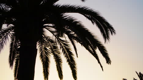 Silhouette-of-the-trunk-and-branches-of-a-canarian-palm-tree