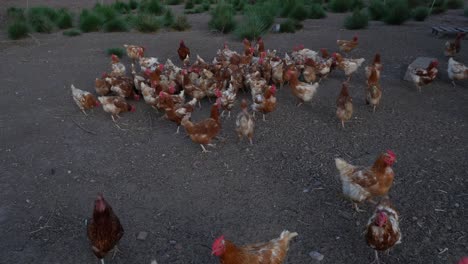 A-group-of-hens-on-a-farm-roaming-free-outside-the-henhouse