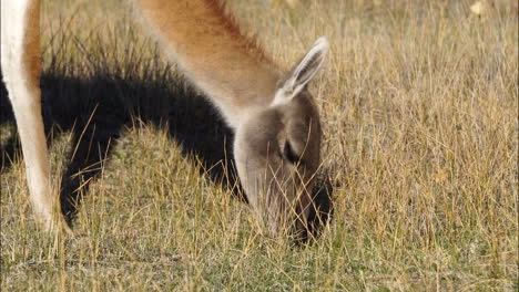Guanaco-eating-grass-in-Patagonia-National-Park,-Chile