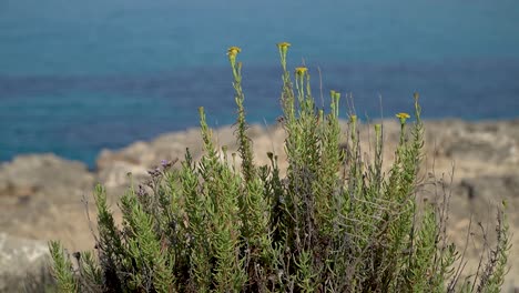 Bunch-of-golden-samphire-with-yellow-flowers,-blurred-Mediterranean-Sea-in-the-background