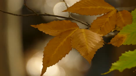 Yellow-leaves-on-the-branch-with-a-bokeh-effect
