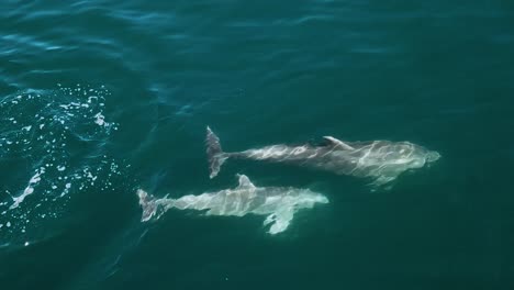 Delphinus,-Der-Beim-Tauchen-Im-Türkisfarbenen-Wasser-Frische-Luft-Von-Der-Oberfläche-Einsaugt---Luftbild