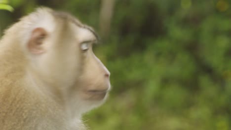 Mature-Monkey,-pig-tail-macaque-looks-around-confused-facial-expression