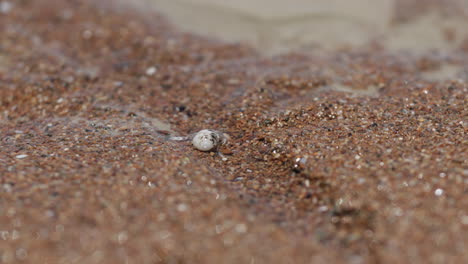 4K-Close-Up-View-Of-Small-Hermit-Crab-Moving-In-Shell-On-Sandy-Beach-In-Australia