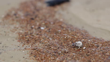Small-Hermit-Crab-In-Shell-Slowly-Moving-Along-Pebble-Sand-Beach,-4K-Close-Up