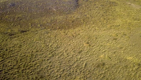 Aerial-shot-of-Guanacos-running-in-Patagonia-National-Park,-Chile