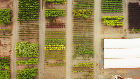 Aerial-perspective-moving-above-groups-of-tree-varieties-at-tree-farm