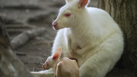 Albino-Wallaby-Und-Sein-Baby,-Das-Gegen-Den-Baum-Sitzt