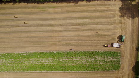 Farmers-harvesting-hay-bales-with-tractors,-top-down-aerial-view
