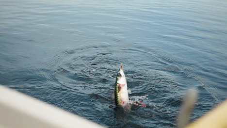 Catches-fish,-cranks-up-fish-from-the-surface-of-the-sea-in-slow-motion,-mackerel-on-hook