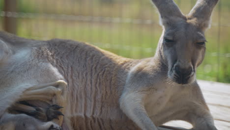 Pan-from-mother-kangaroo's-face-down-to-its-sleeping-joey-in-its-pouch